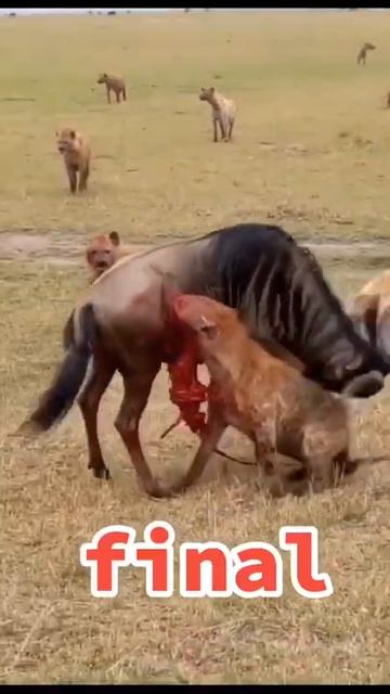 Seriously injured but wildebeest still escaped from the hyenas #shorts смотреть онлайн