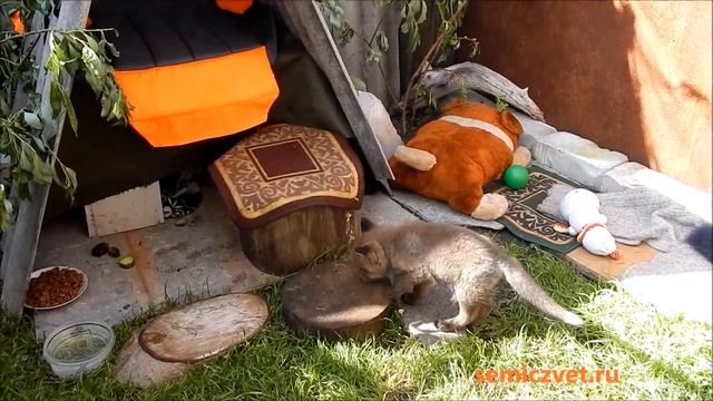 🦊🐾 #9 Лисёнок в доме. Мокрые лапки