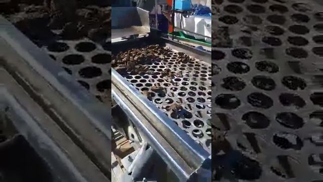 Вибросито для мидий, устриц (Mulot)-360p смотреть онлайн