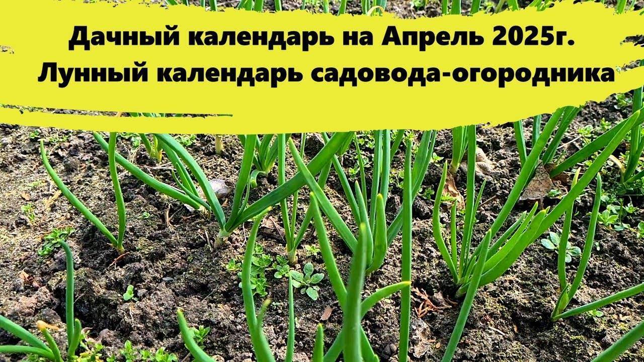 Дачный календарь на Апрель 2025 для сада и Огрода. Лунный календарь садовода