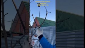 как надо обрезать яблоню