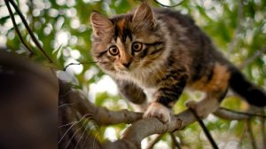 Какого цвета кошка приносит удачу