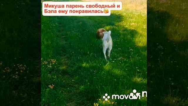 Микуша с Бэлой теперь друзья («Жизнь бездомных собак» 🐕). смотреть онлайн