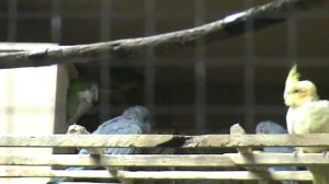 Разведение попугаев средних видов.