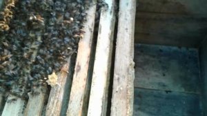 Пчеловодство для начинающих лигустика