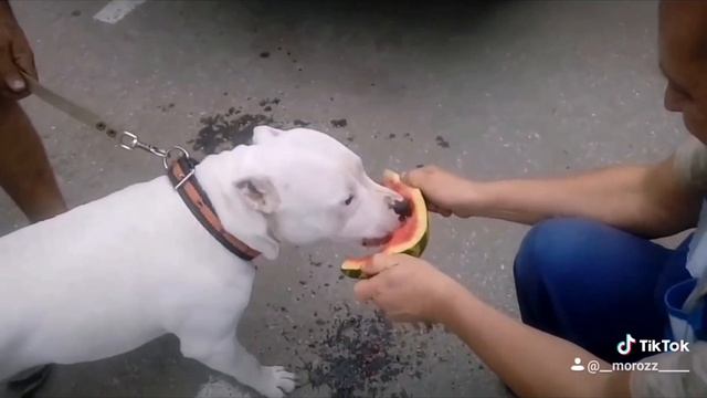 Зева кушает арбуз. Собака жрёт витамины) смотреть онлайн