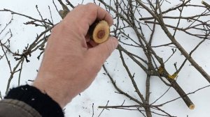 Влияние укорачивания ветвей яблони на появление гнили внутри ветви.