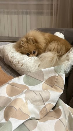 О чем мы с Басей говорим перед сном?