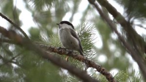 песня синицы- гаички весной