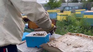 ПЕРЕСАЖИВАЕМ МАТКУ В НУКЛЕУС. Пасека Гатуповых