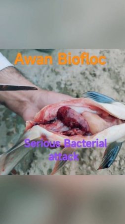Pangasius serious bacterial attack #pangasius #bacteria #biofloc #awan #dropsy