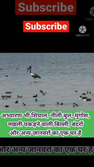 लाख बहोसी पक्षी विहार, #Shorts, # BackToBasics, #New, #Gk, #Uttarpradesh, #Fact