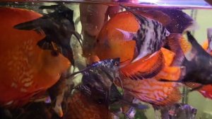 Скалярии пиной