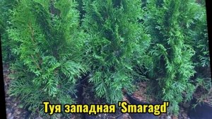 Самые красивые хвойники для дачного участка💥 #хвойные #хвойныерастения #ландшафтныйдизайн #дача