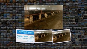 Племзавод Заря в Ивановской области запустил новый животноводческий комплекс на 400 гол