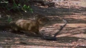 Черная мамба против Мангуста! Бой насмерть!