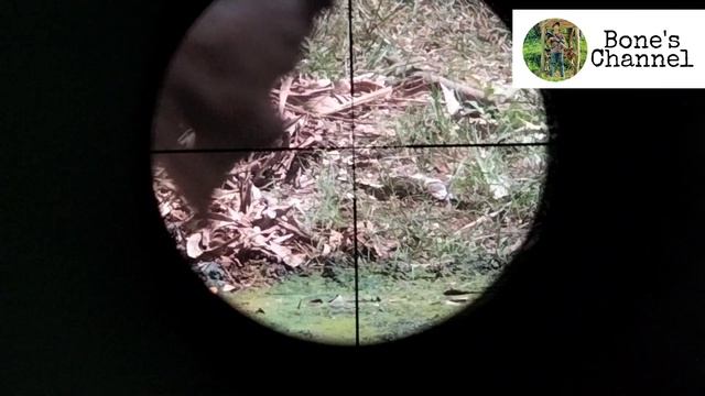 #1 PESTCONTROL | Hunting using alcohol gun | bolt action 8mm steel ball.