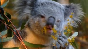 Коала 4к