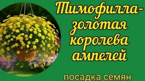 Посадка семян тимофиллы, на что обратить внимание!