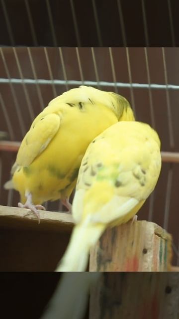 Close-Up Video Of Yellow Birds Perched On A Wood Surface #shorts-#shorta #ranatv333 #shortsfeed смотреть онлайн