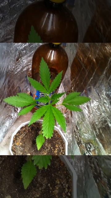 Канапля смотреть онлайн