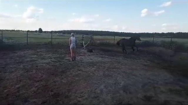 Буденновская порода жеребец 2021 года (Гастси Гем - Реверия) смотреть онлайн