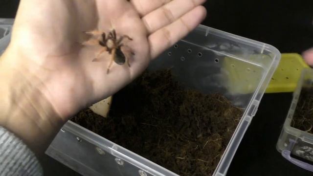 🕷️🕷️BRACHYPELMA BOEHMEI CAMBIO DE TERRARIO🕷️🕷️🕸️🕸️🕸️ смотреть онлайн