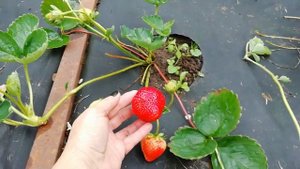 Второй урожай клубники НСД.