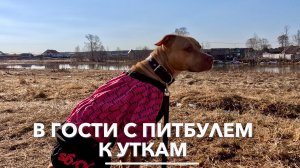 В гостях с Питбулем у Уток