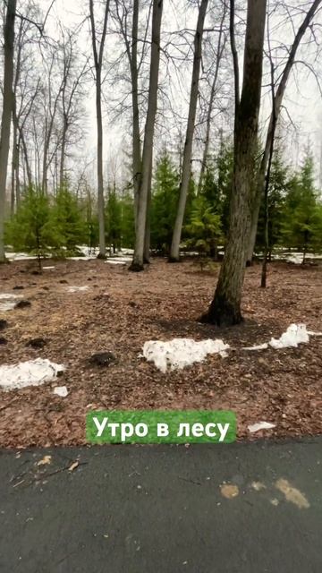 Тропа здоровья Воронки, утро, апрель 2024 смотреть онлайн