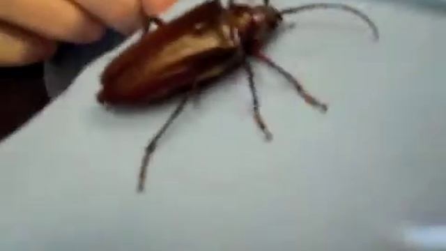 Longhorned Beetle & Eden Advanced Pest Technologies