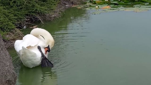 Лебедь - царская птица! Величие и грация сражают наповал/ Swan is king bird! Greatness and grace