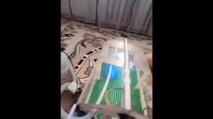 Акылды жылыжай жобасы