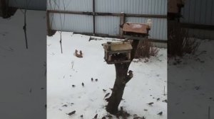 Птички