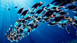 Russian trailer - LES TALE - part 3 - LES.RUN