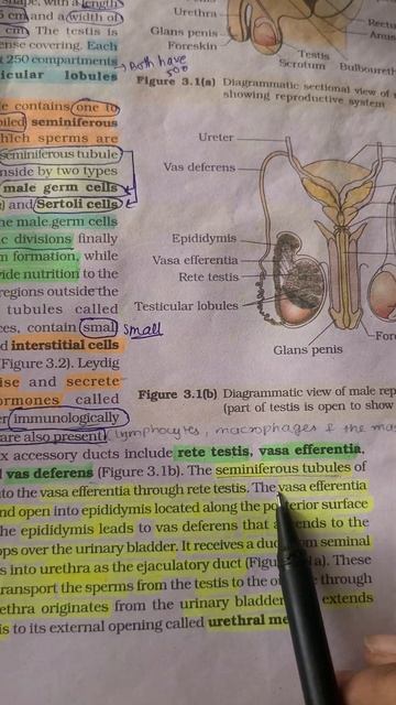 Human reproduction NCERT reading (4)