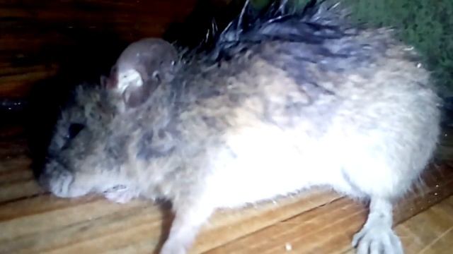 Рыжий охотник часть 1 смотреть онлайн