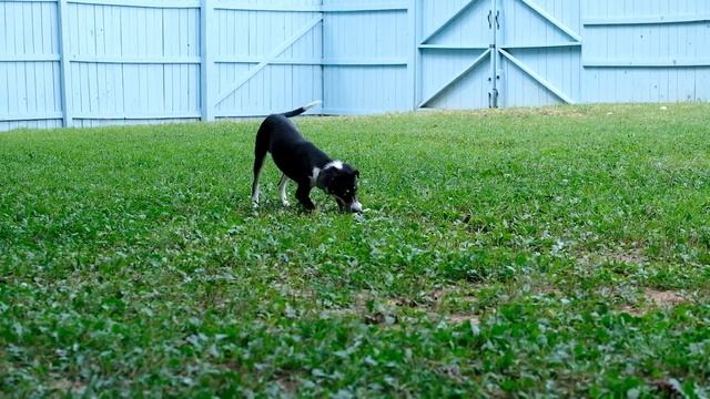 Meet Boyd a Mixed Breed Medium (up to 44 lbs fully grown) currently available for adoption at Petan
