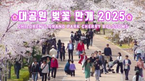 벚꽃 만개한 대공원 벚꽃축제 2025년🌸 4월 10일 풍경, 이번주에 꽃비가 내립니다. 벚꽃명소, 벚꽃 구경, 서울 광진구 여행, 서울 트래블 워커