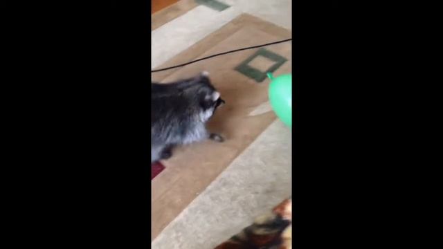 Енот Ева смотреть онлайн