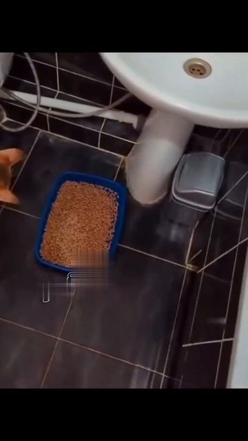 Кот на унитазе долго сидит
