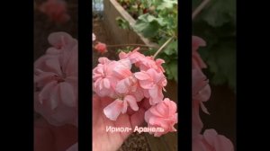 Цветение сортовых пеларгоний 🌺