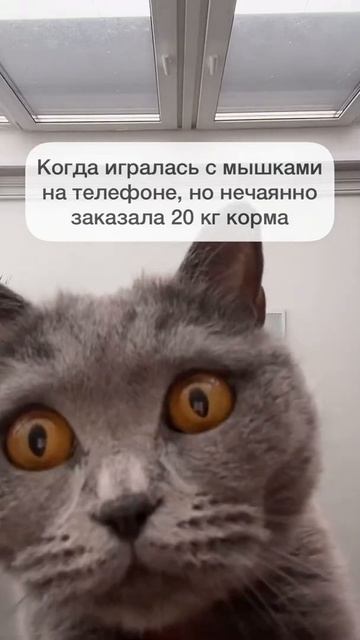 Правда нечаянно 😂#Котики #смешныеживотные смотреть онлайн
