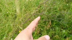 Тарусская поляна 05.07.20