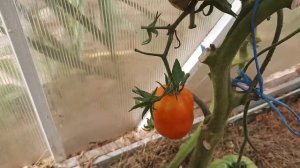 Лесная земляника бабы Тони- томат гигант