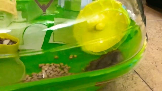 Хомяк играет с колесом смотреть онлайн