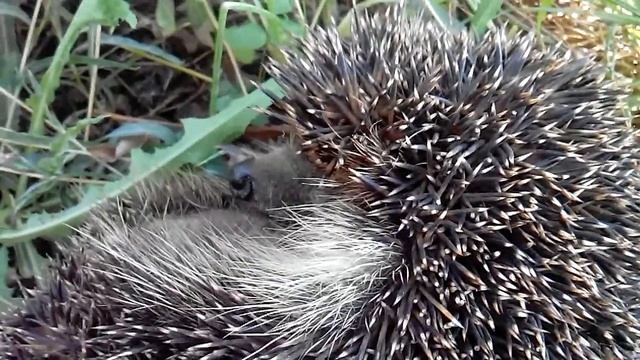 еж васек смотреть онлайн