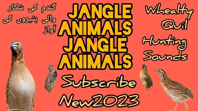 Batair ki awaz raat ke liye Quail sound night hunting گندم کی شکار کے لئے بٹیروں کی آواز