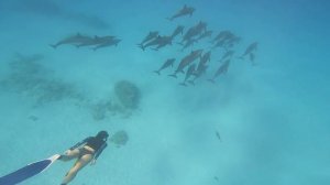 Самый красивый фридайвинг с дельфинами ￼на рифе Сатайя