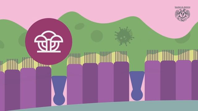 ¿Cómo se forma una flema? смотреть онлайн